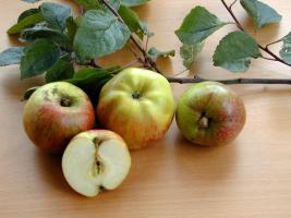 Geseker Klosterapfel