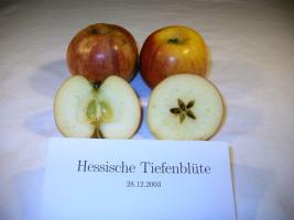 Hessische Tiefenblüte