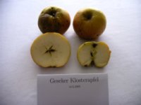 Geseker Klosterapfel