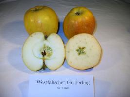 Westf&aumllischer Gülderling